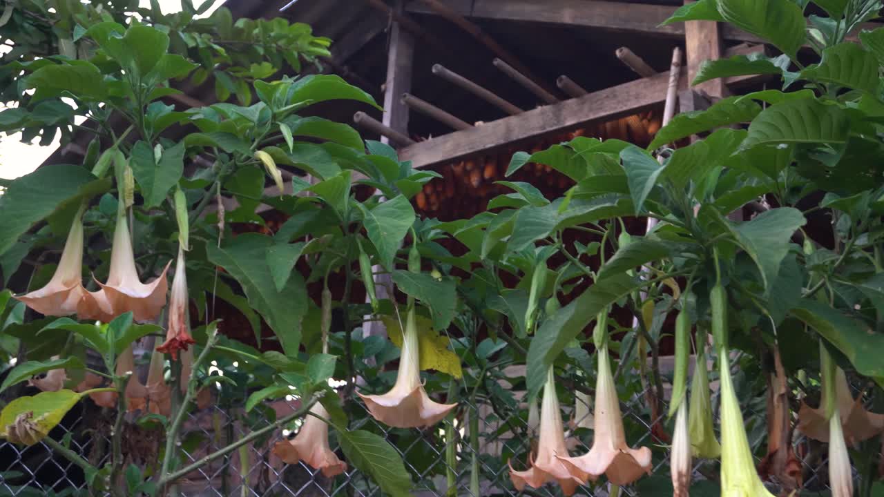 A scenic depiction of orange Brugmansia flowers adorning a garden fence near a wooden rustic farmhouse, evoking natural and tropical vibes in rural North Vietnam near Mu Cang Chai