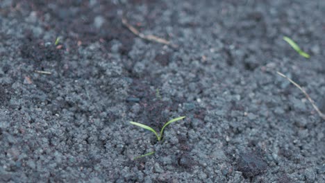 Planting-young-carrot-seedling-into-fine-soil