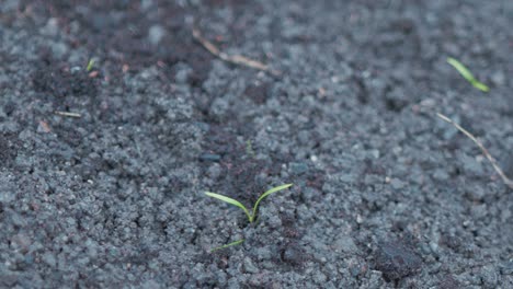 planting young carrot seedling into fine soil