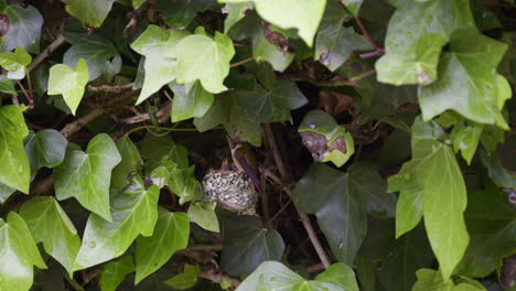 Scintillant-hummingbird--feeding-chicks-on-nest