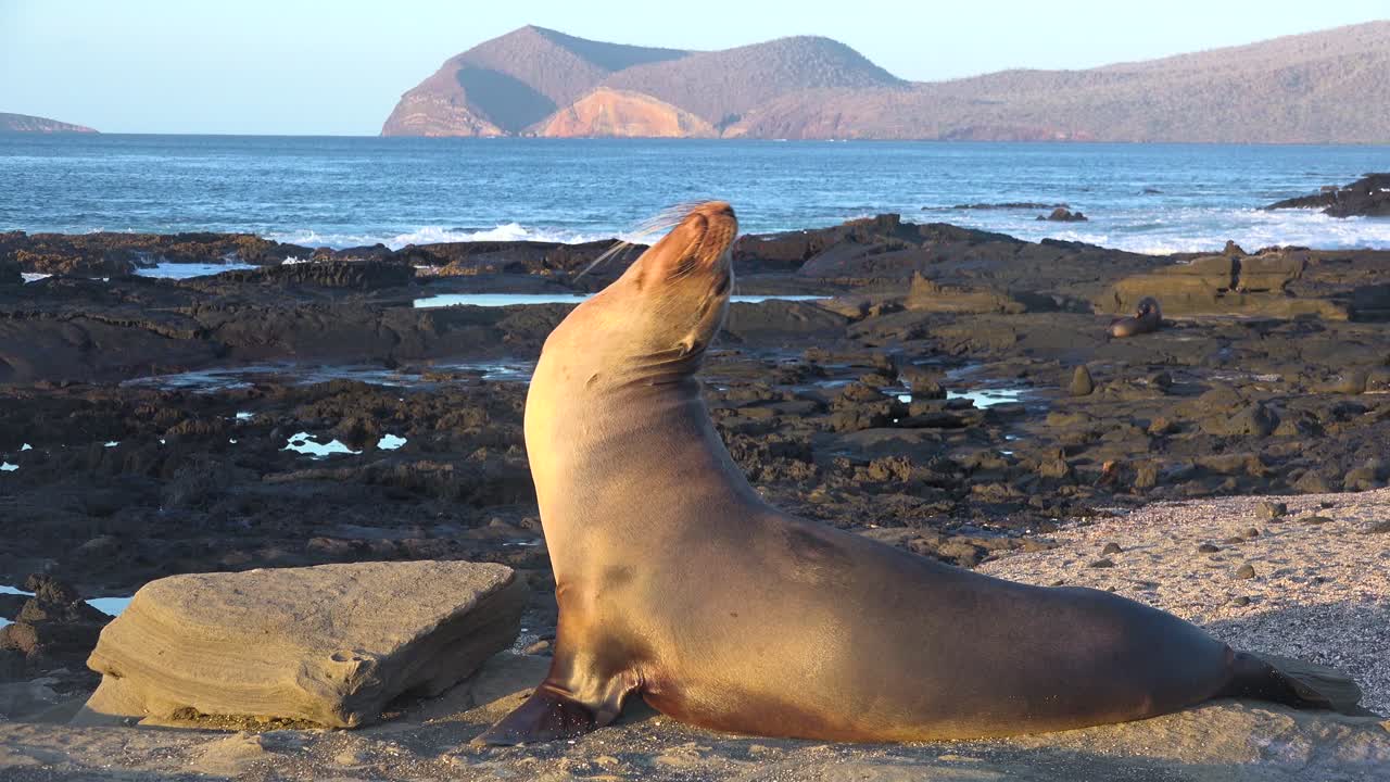 Merileijona tervehtii vierailijoita Galapagossaarella.