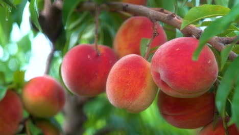 camiones tiran hacia atrás de melocotones maduros frescos colgando de un árbol en un huerto