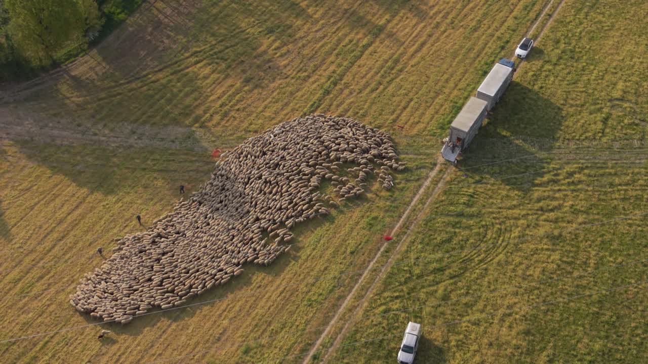 Sheep Flock Grazing Meadow Aerial View Northern Italy
