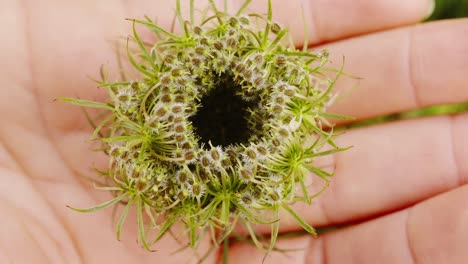 close up of green wild carrot in palm of hand, bird's nest, bishop's lace,, queen anne's lace flower on