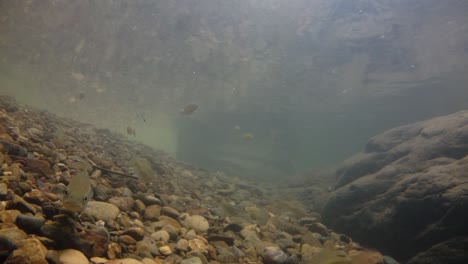 El-Parque-Nacional-Kaeng-Krachan-Es-El-Hogar-De-Muchos-Animales-Salvajes-Fantásticos-Y-Los-Arroyos-Son-Una-Fuente-De-Vida-De-Agua-Dulce-Para-Que-Los-Animales-Beban-Y-Los-Peces-Naden.