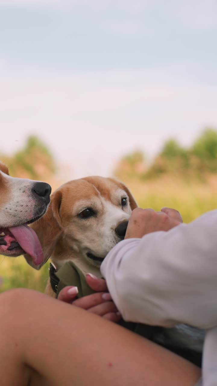 mujer sentada al aire libre interactuando lúdicamente con sus dos perros, sosteniendo su mano para llamar su atención, un perro levanta ansiosamente su pata mientras el otro observa atentamente, ambos perros tienen correas