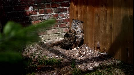 Pharaoh-Owl-Sat-In-The-Corner-Watching-All-Around