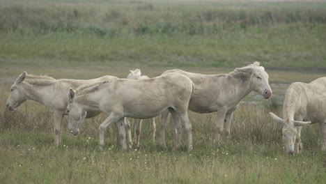 a group of white donkeys