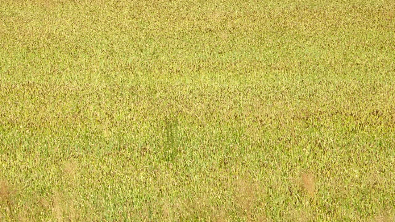 미풍이 부는 따뜻한 오후의 밀밭