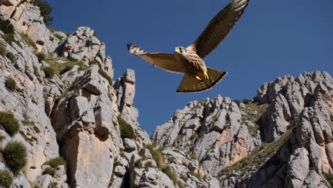falcon in flight over rocky mountains