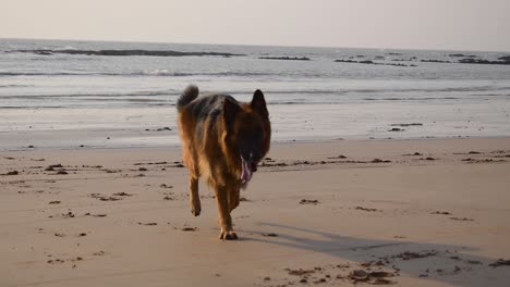 Ein-Junger-Deutscher-Schäferhund,-Der-Am-Strand-Hinter-Einem-Spielzeugball-Herjagt-Und-Mit-Dem-Besitzer-Spielt-|-Junger-Deutscher-Schäferhund,-Der-Am-Strand-In-Mumbai-Spielt