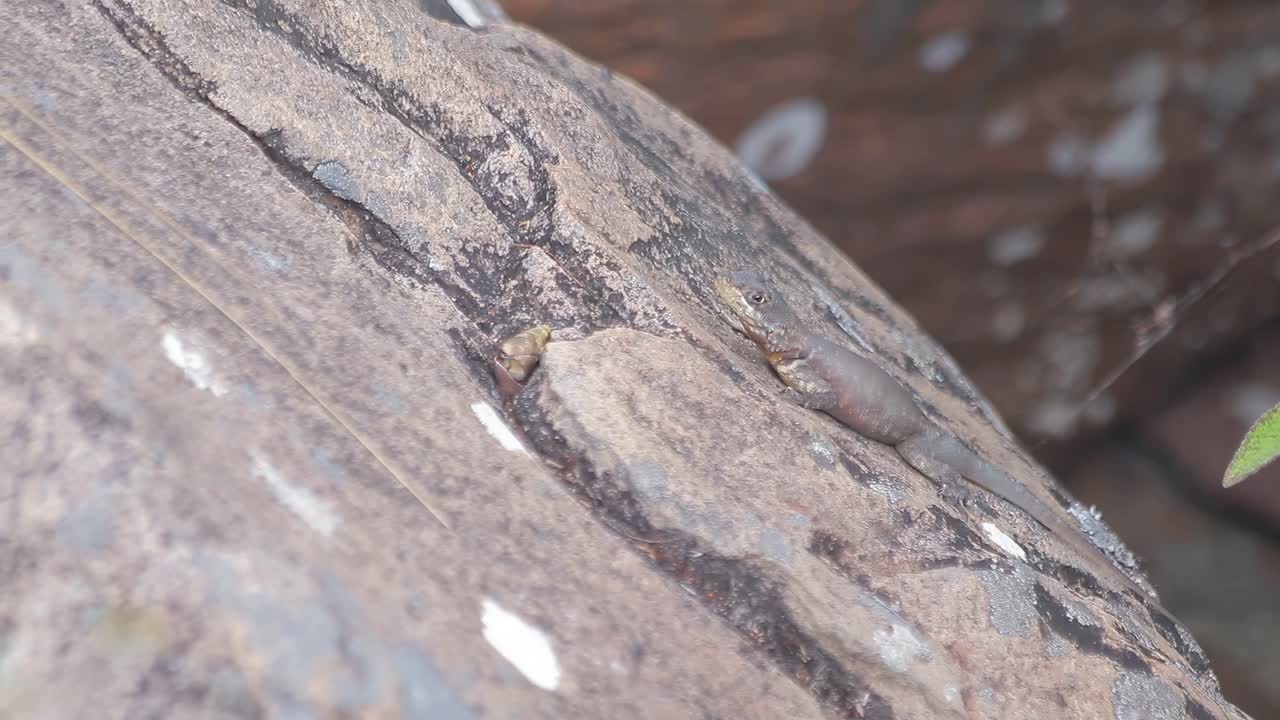 Close up of small lizard sunbathing camouflaged with a rock