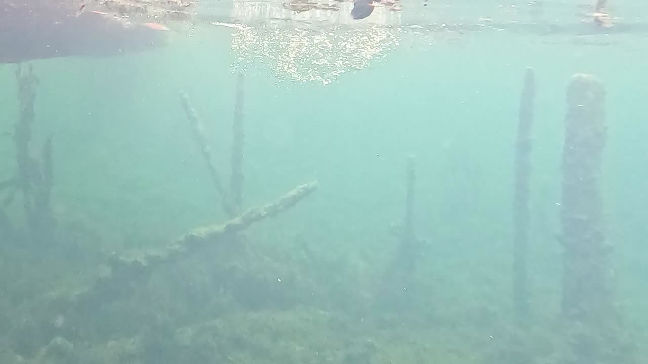 Underwater view of vertical sticks surrounded by clear water and aquatic vegetation.