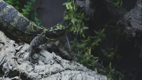 lagarto varanus cumingi comiendo un ratón en cámara lenta