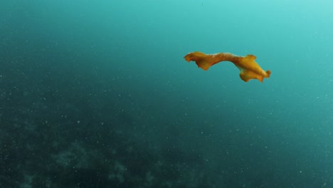 Einprägen-Der-Bewegung-Eines-Meeresplattwurms,-Der-Frei-In-Den-Blauen-Meeresströmungen-Schwimmt