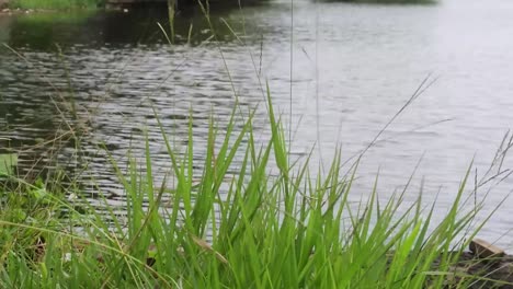 Close-up-of-green-leaves-in-the-gentle-breeze,-HD-Video