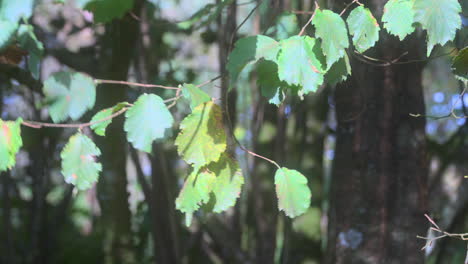 Baumblätter-Bewegen-Sich-Im-Wind-Mit-Hellen,-Sonnenbeschienenen-Gesichtern-Und-Dunklem-Unterholzhintergrund