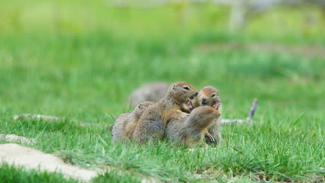 playful baby arctic ground squirrel over green grass