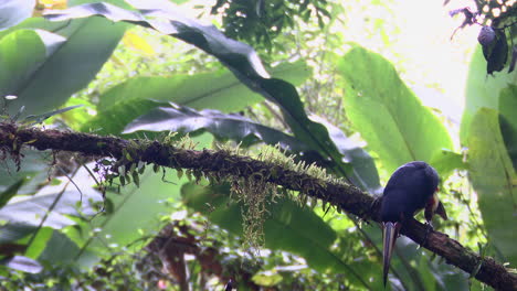 Collared-aracari--perched-on-branch-while-raining