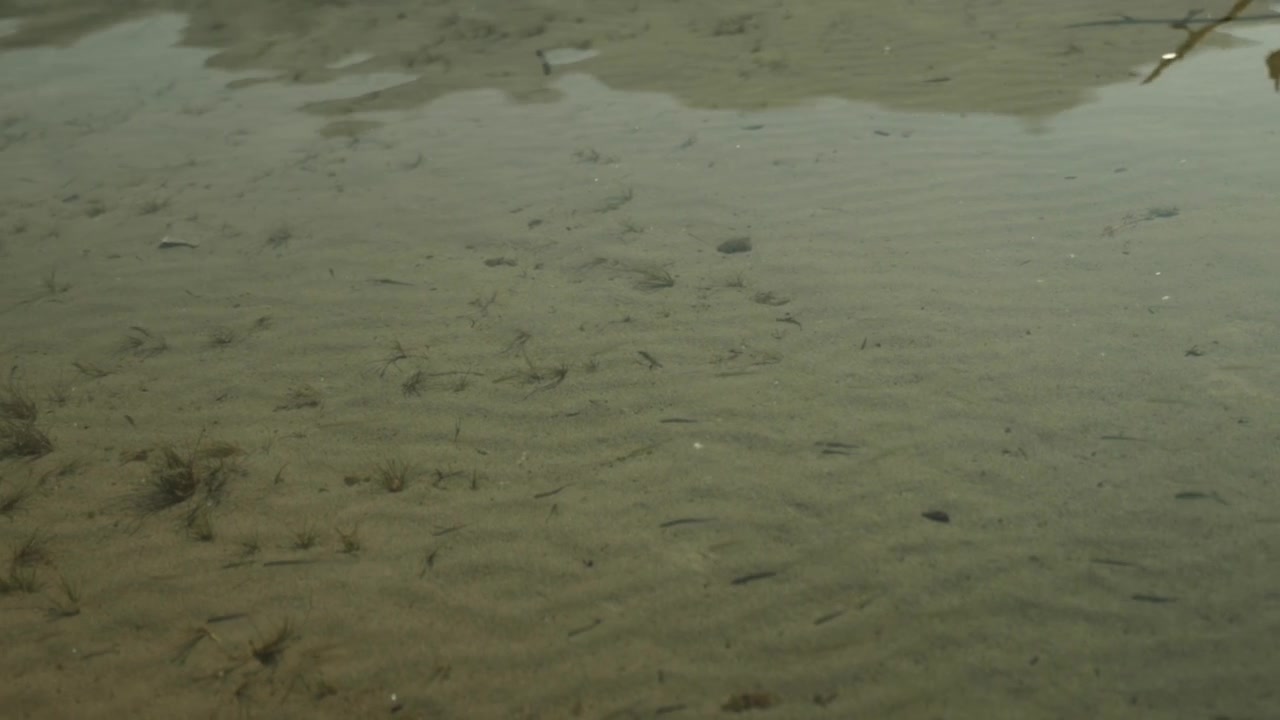 Piccoli pesciolini disturbano l'acqua limpida e poco profonda del lago Talbot, creando leggere increspature sul fondale sabbioso in un momento tranquillo e naturale del Parco Nazionale di Jasper