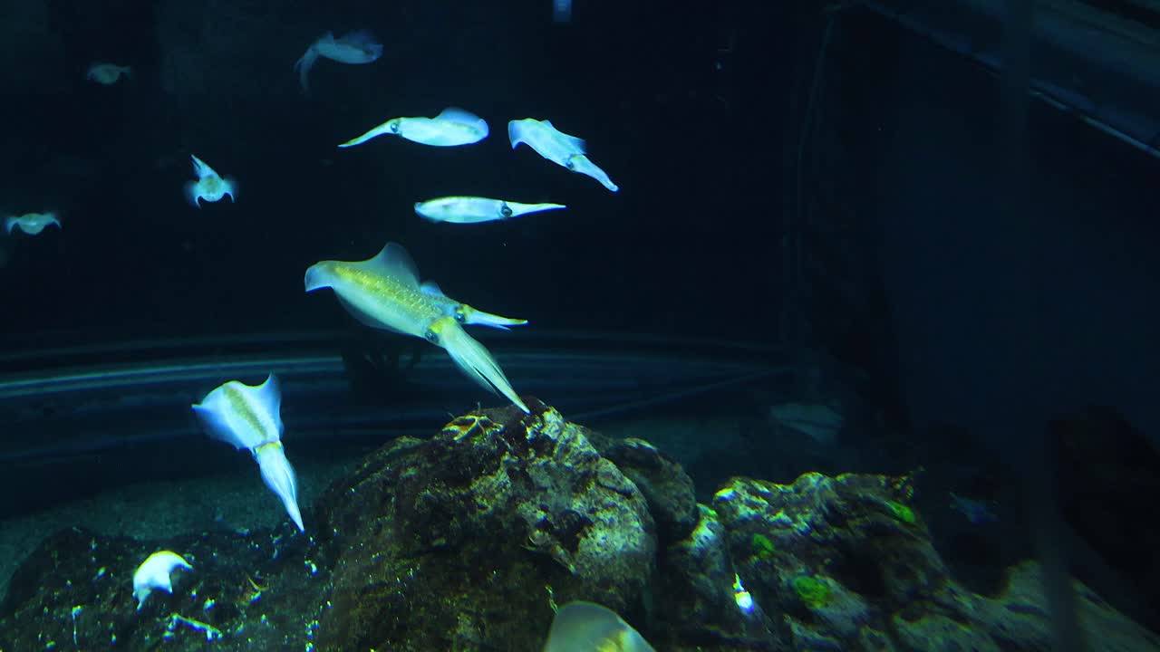 은 공간에서 물 속에서 움직이는 오징어