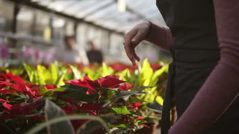 florista femenina en delantal examinando y arreglando maceta con poinsettia roja en el estante. mujer joven en el invernadero con flores chequea una olla de poinsettia roja en el estante