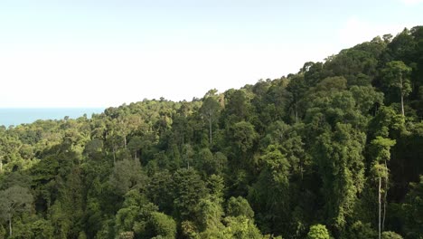 Tiro-De-Inclinación-De-Muñeca-Aérea-Hacia-Arriba,-Bosque-Tropical-Denso-Y-Exuberante-Verde