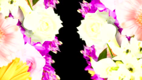 many colorful flowers, black background, loop animation,