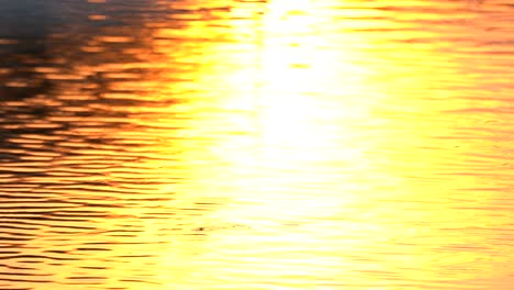 Golden screen background of wave water motion from sunset sunny surface pond background, abstract colorful wallpaper for creative graphic design, sun light reflect on water is beauty nature background