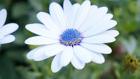 close up shot of colorful daisy flower in botanical garden, paston color daisy