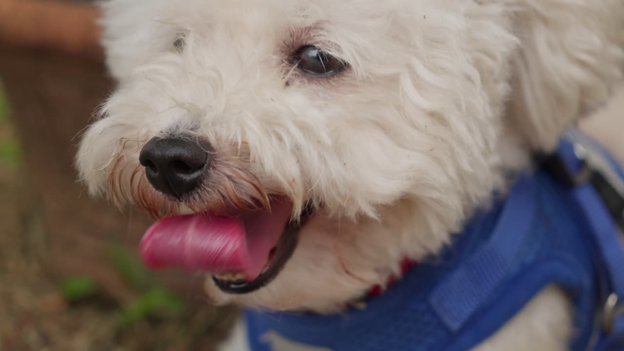 White fluffy dog outdoors with tongue out and wearing a blue harness, sitting comfortably on a grass patch panting