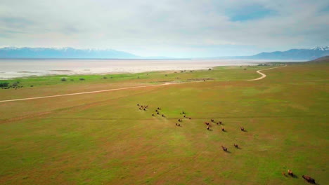 a high drone shot of a large herd of buffalo or bison walk around in a green meadow and on a beach with their kids in the springtime