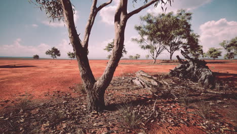 árbol de acacia en las llanuras abiertas de la sabana de áfrica oriental botswana