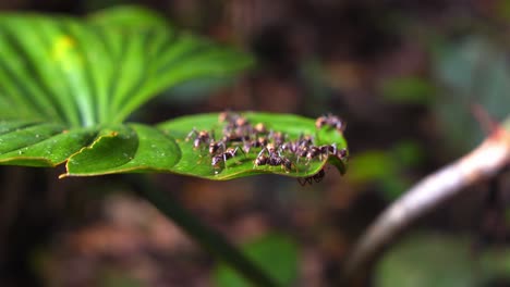 ants team up and navigate a broad green leaf, showcasing their agility in peru’s dense amazon rainforest.