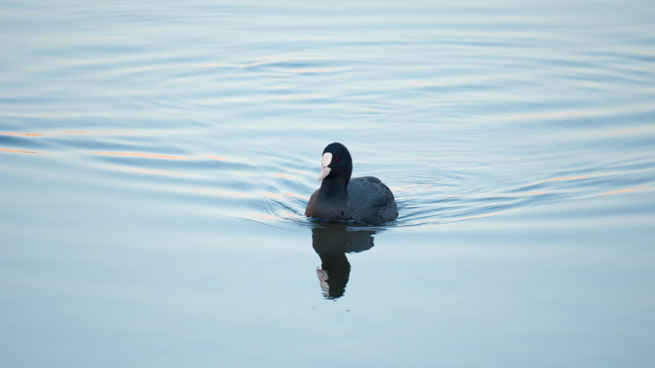 focha euroasiática, fulica atra, pájaro nadando en el lago recogiendo alga de la superficie del agua en el amanecer de la mañana