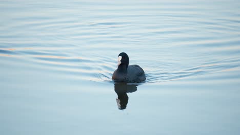 Focha-Euroasiática,-Fulica-Atra,-Pájaro-Nadando-En-El-Lago-Recogiendo-Alga-De-La-Superficie-Del-Agua-En-El-Amanecer-De-La-Mañana