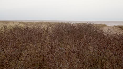 Blick-Durch-Gebüsch-Und-Sanddünen,-Strandgras-Mit-Dem-Meer-Dahinter-Am-Strand-Von-Ingoldmells,-Skegness