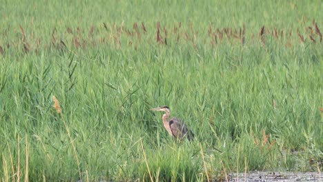 A-great-blue-heron-standing-in-the-marshy-grass-at-the-edge-of-a-swampy-pond