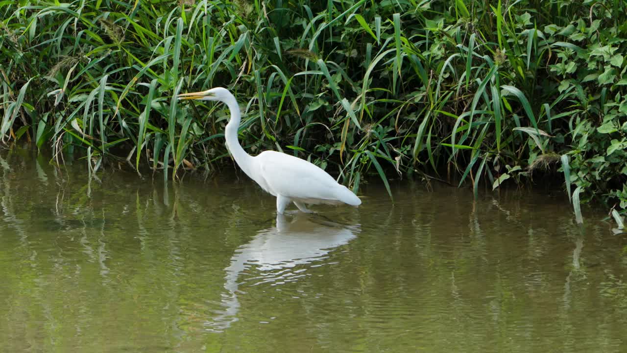 Eastern Great Egret , or White Heron Bird Walking Foraging in A Shallow Pond Water by Green Bushes