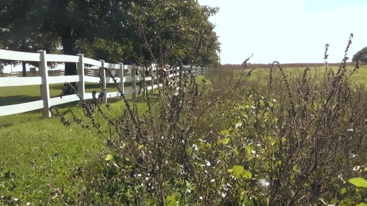 cacerola izquierda a través de un campo de hierba en un día soleado