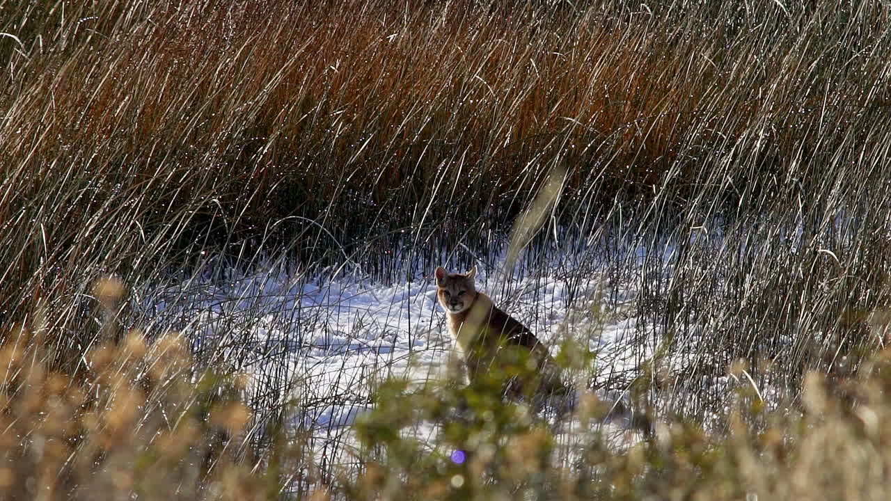 cachorro de puma sentado en un suelo cubierto de nieve entre hierba alta en chile