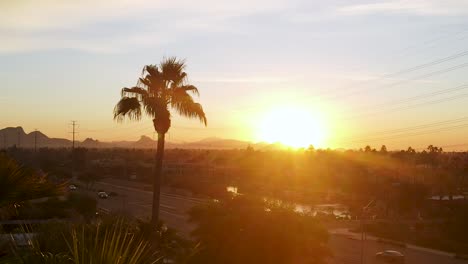 palm tree silhouette in beautiful golden sunset - aerial establishing