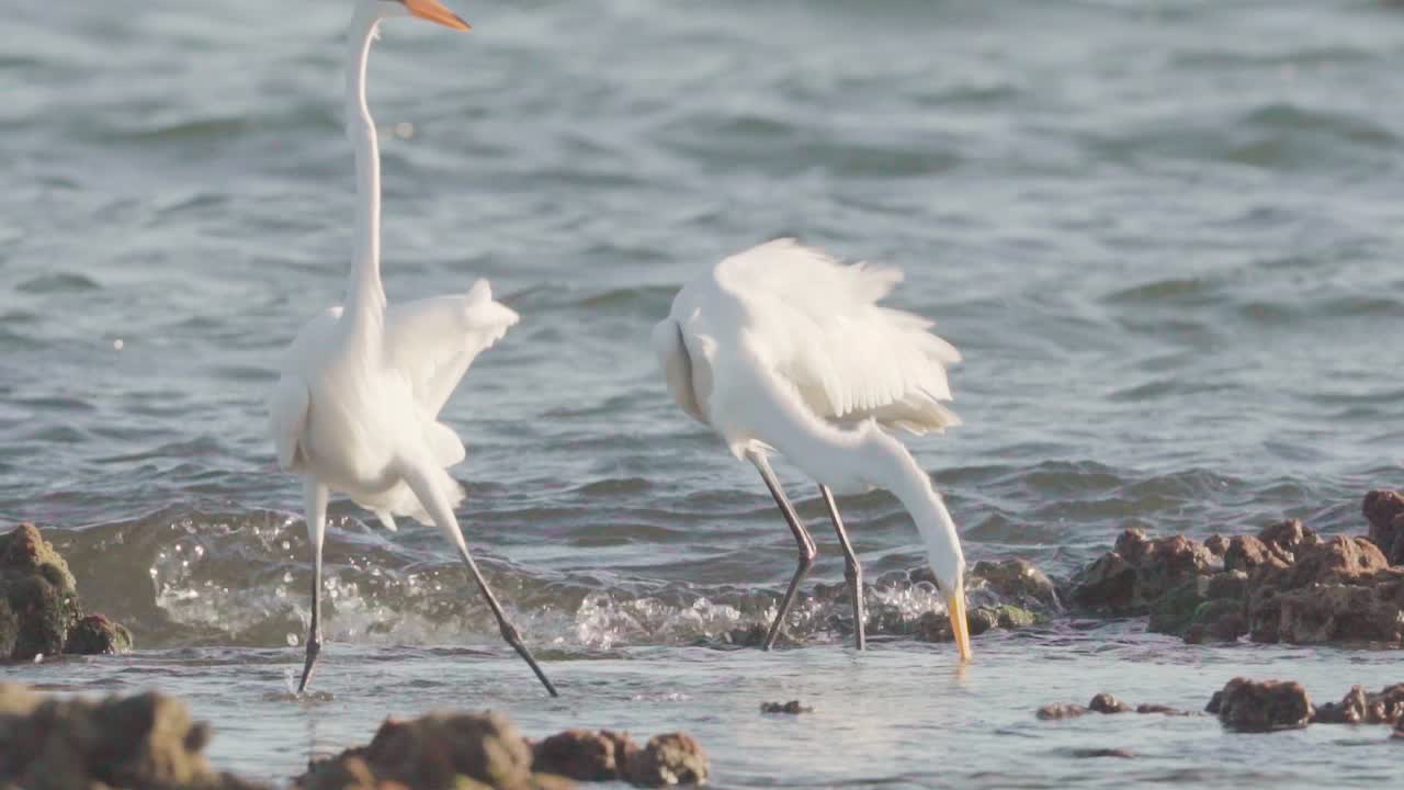 느린 동작으로 화석화된 암초에서 썰물 때 물고기를 먹이고 잡는 흰 백로