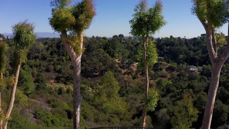 toma aérea sobre los árboles en un patio con vista al sur del valle de ca