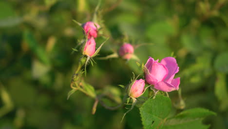 Eine-Rose-Hat-Noch-Nicht-Geblüht