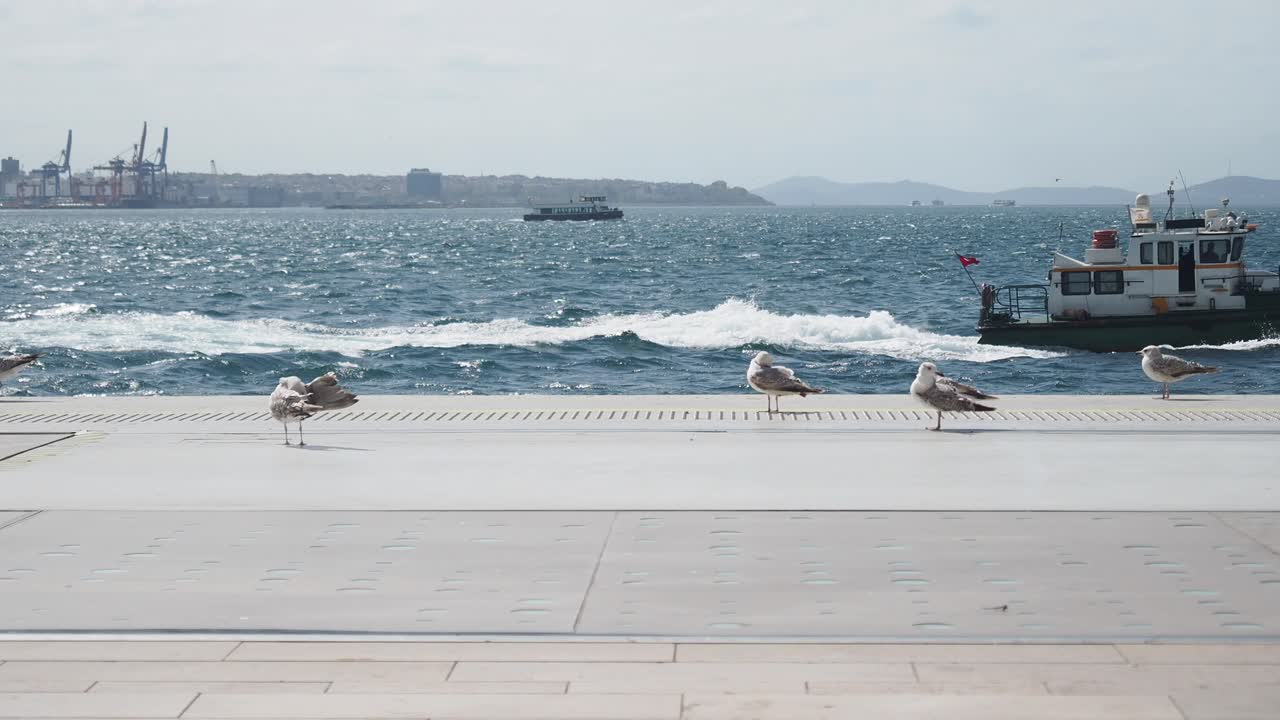 Istanbul Harbor with Gulls and a Boat