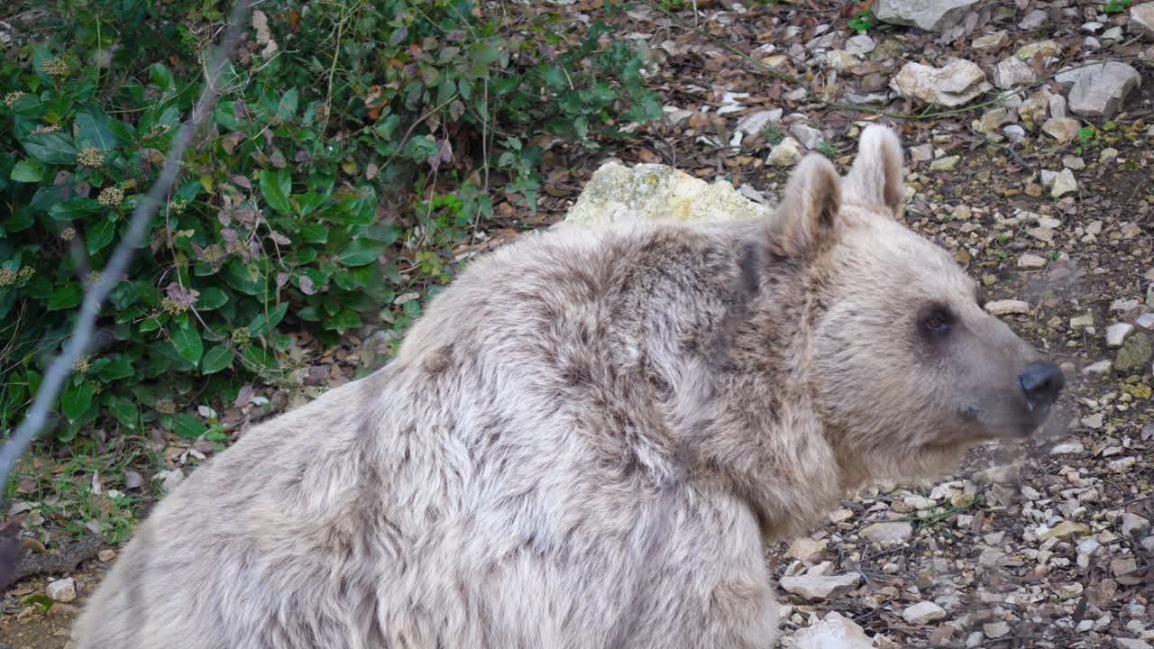 vista lateral de un oso adulto ursus arctos syriacus. el zoológico de montpellier durante el día