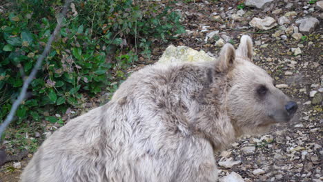 Seitenansicht-Eines-Erwachsenen-Bären-Ursus-Arctos-Syriacus.-Tageszeit-Im-Zoo-Von-Montpellier