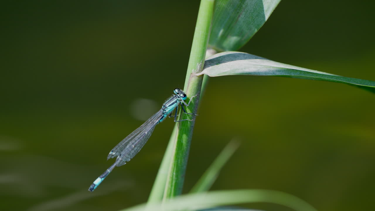 macro primer plano de la libélula de bala del norte de color azul descansa en la planta y se aleja - toma en cámara lenta frente al lago de la naturaleza