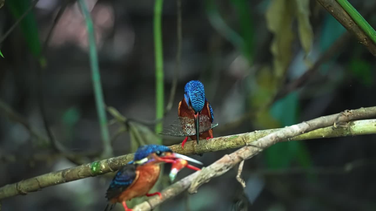 Blue-eared Kingfisher Bird Perching On A Branch With A Small Fish On Its Beak. Selective Focus Shot